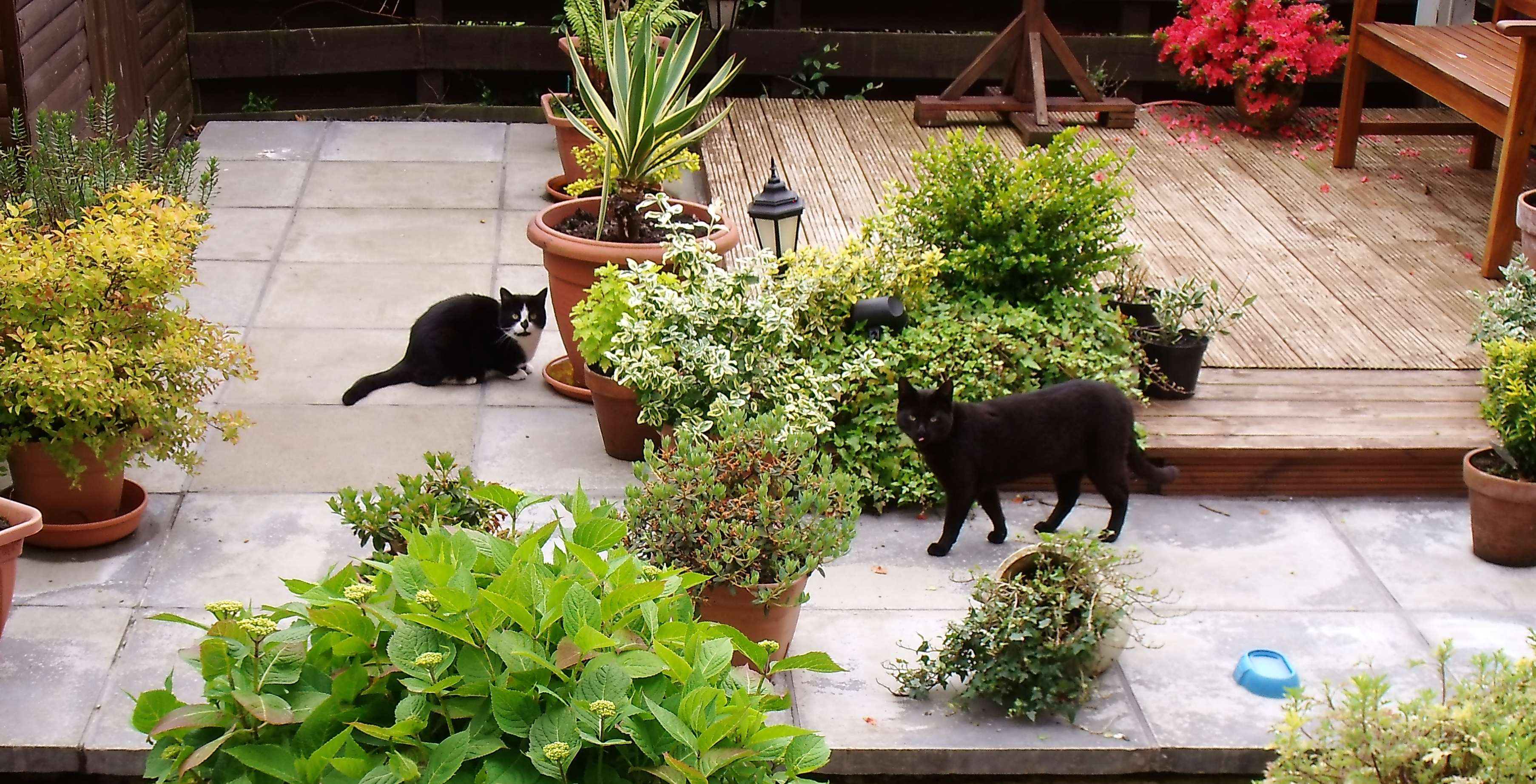 cats.garden photography