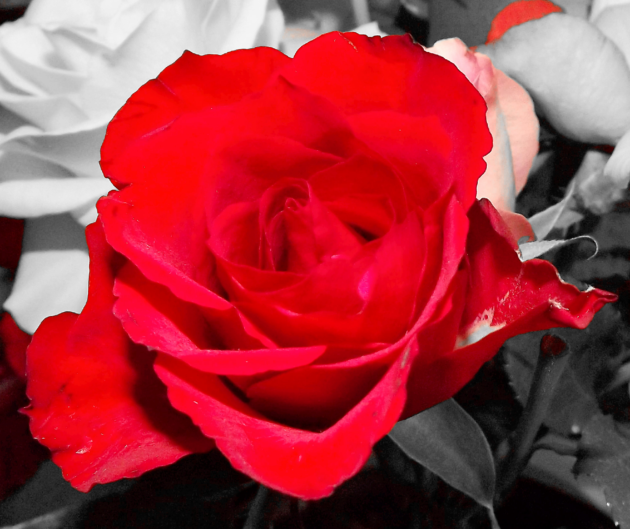 Rose photography.