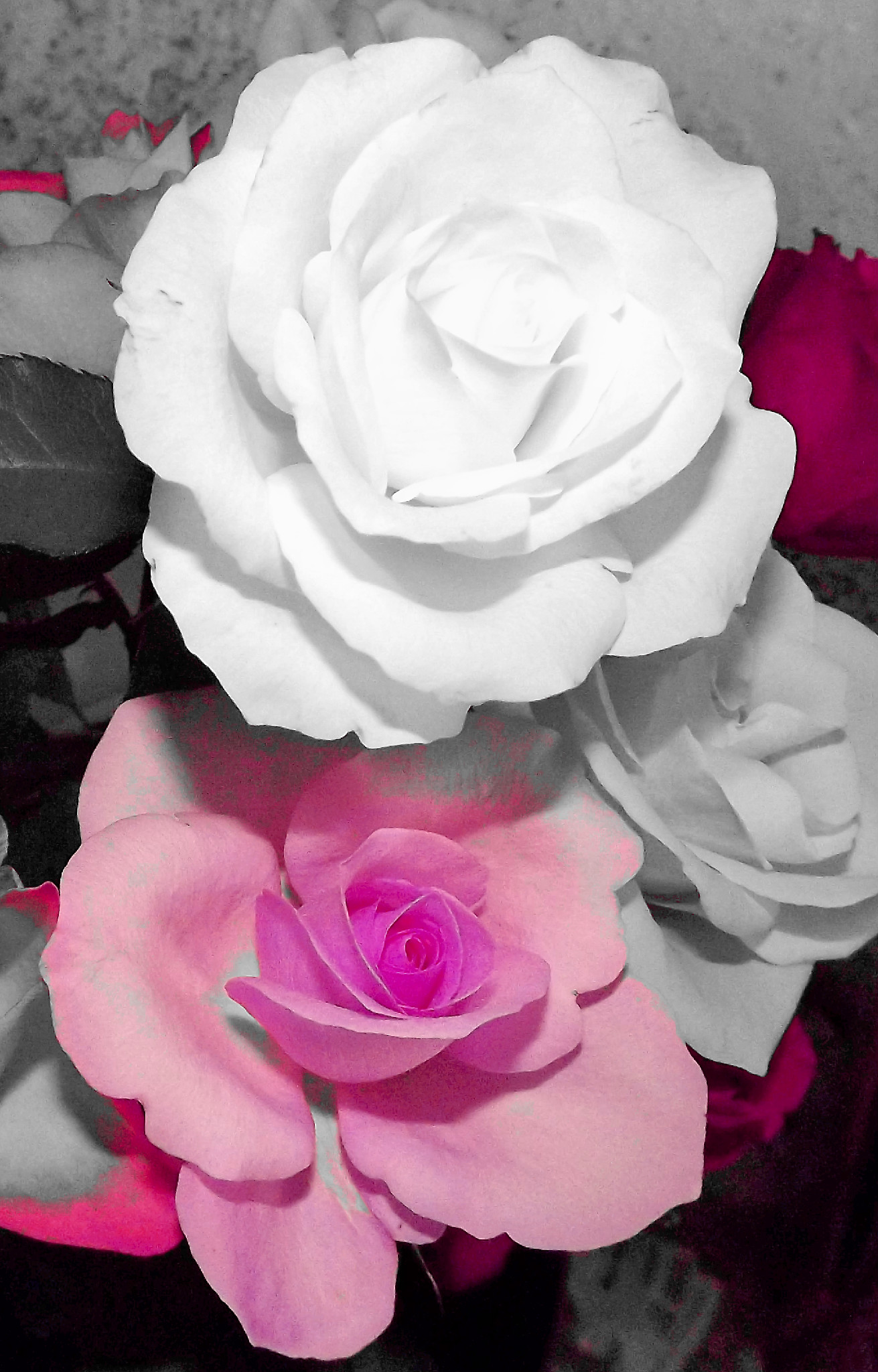 rose photography